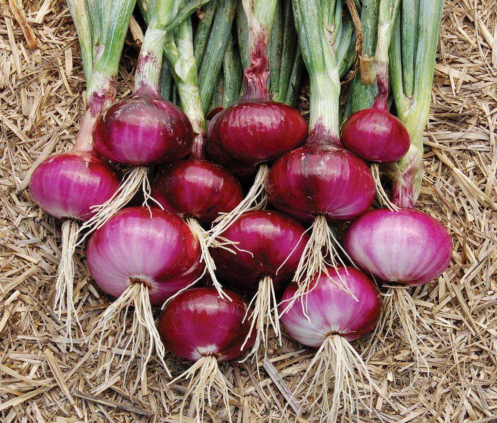 Red Burgundy Onion - beyond organic seeds