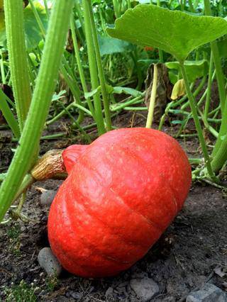 Red Kuri - beyond organic seeds