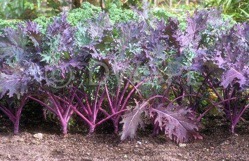 Red Russian Kale - beyond organic seeds
