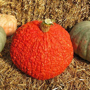 Red Warty Thing Pumpkin - beyond organic seeds