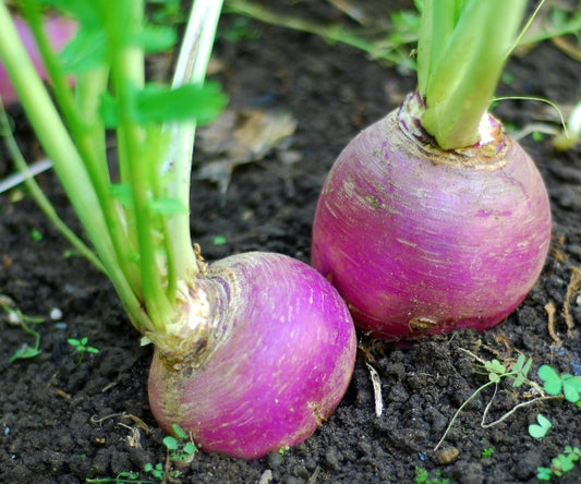 Turnip assortment - beyond organic seeds
