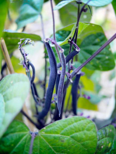 Royal Burgundy Purple Green Bean - beyond organic seeds