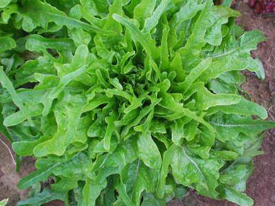 Oak Leaf Lettuce - beyond organic seeds