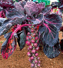 Red Bull Brussel Sprouts - beyond organic seeds