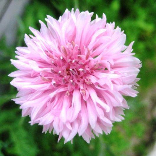Pink Bachelor Buttons - beyond organic seeds