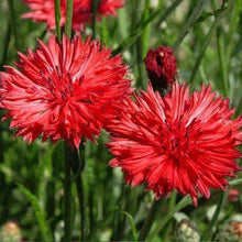 Red Bachelor Button Flowers - beyond organic seeds