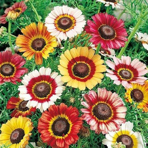 Painted Daisy Mix - beyond organic seeds