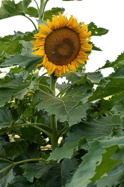 Incredile dwarf sunflower - beyond organic seeds