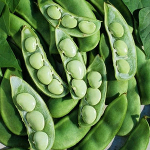 Fordhook 242 Lima Bean - beyond organic seeds