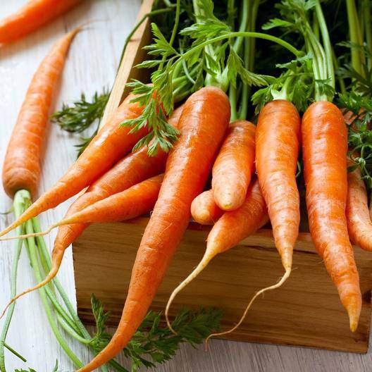 Tendersweet Carrot - beyond organic seeds