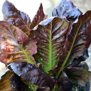 Rouge d'Hiver Romaine - beyond organic seeds
