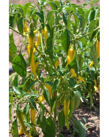 Golden cayenne pepper - beyond organic seeds