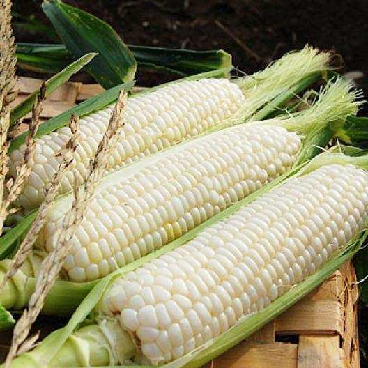 Silver Queen White Sweet Corn - beyond organic seeds
