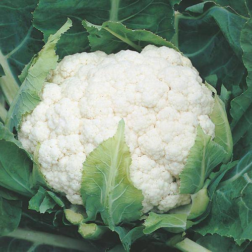 Snowball Improved Cauliflower - beyond organic seeds