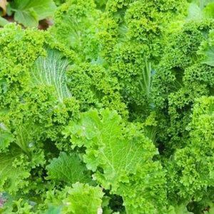 Giant Southern Curled Mustard Green - beyond organic seeds
