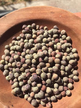 Speckled sprouting pea - beyond organic seeds