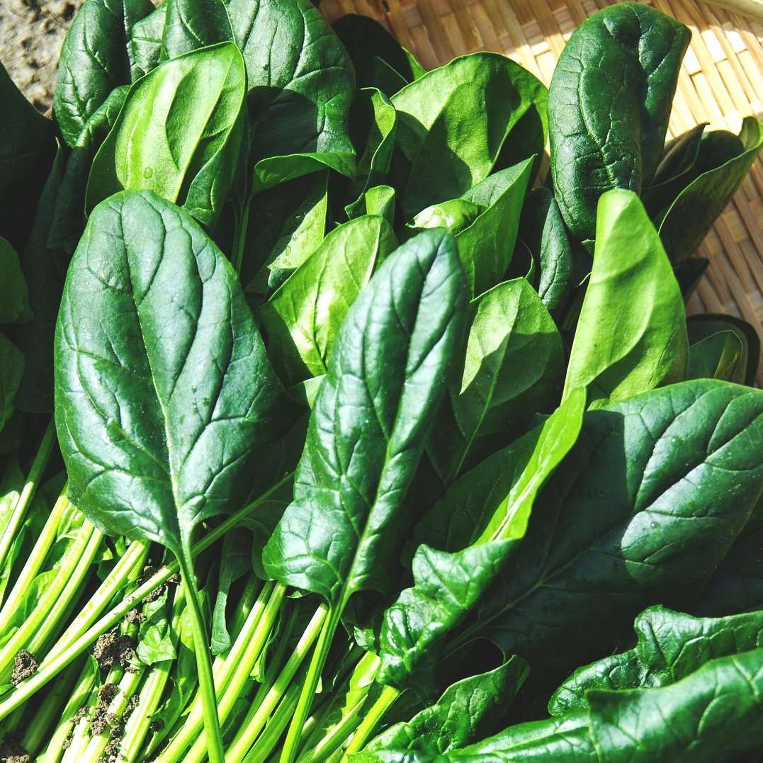 America spinach - beyond organic seeds