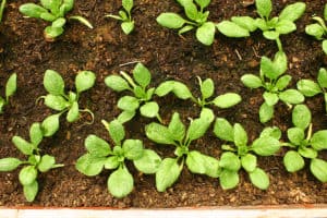 Spinach assortment - beyond organic seeds