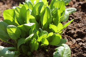 Spinach assortment - beyond organic seeds
