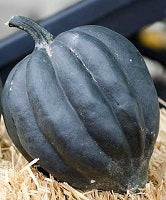 Ebony acorn squash - beyond organic seeds