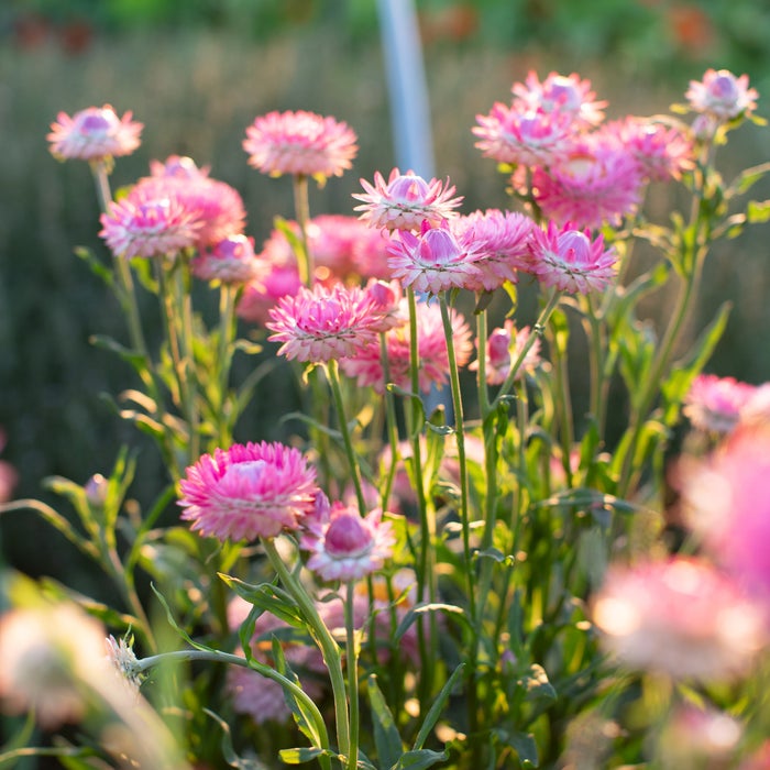 Bright pink strawflower - beyond organic seeds