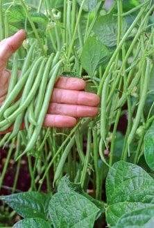 Strike (Green Beans Bush) - beyond organic seeds