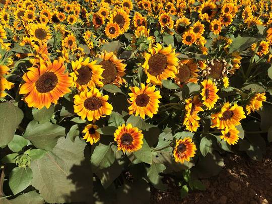 Orange hobbit sunflower - beyond organic seeds