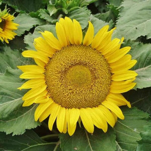 Yellow pigmy sunflower