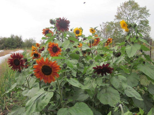 Sunflower Mix - beyond organic seeds