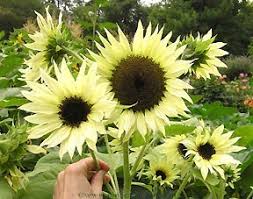 Moonshadow sunflower - beyond organic seeds
