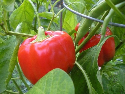 California wonder 300 pepper - beyond organic seeds
