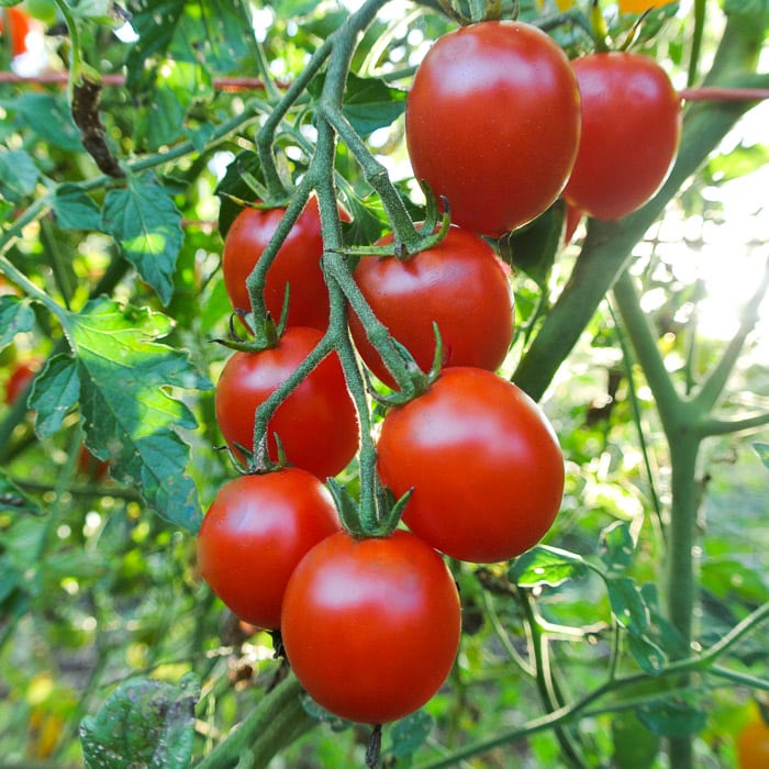 Sweetie heirloom tomato - beyond organic seeds