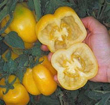 Yellow Stuffer Tomato - beyond organic seeds