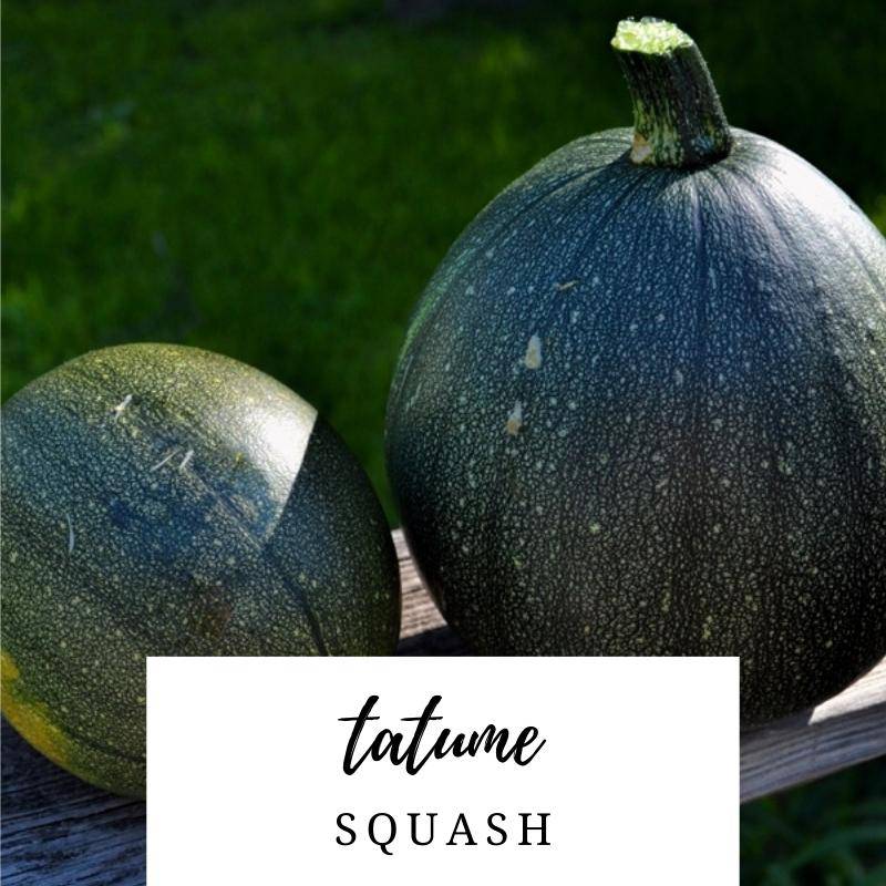 Tatume Summer Squash - beyond organic seeds
