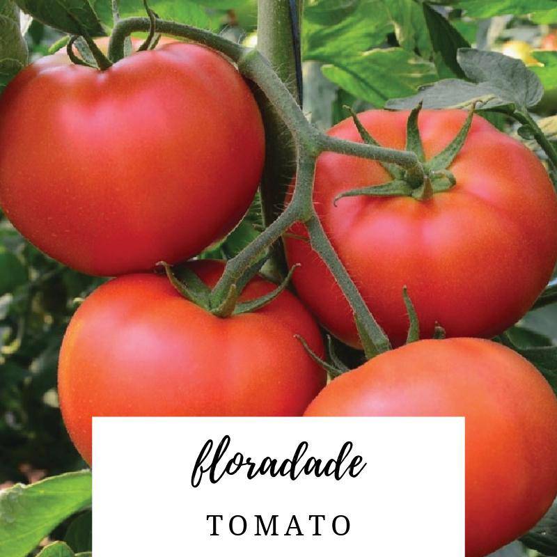 Floradade Heirloom Tomato - beyond organic seeds