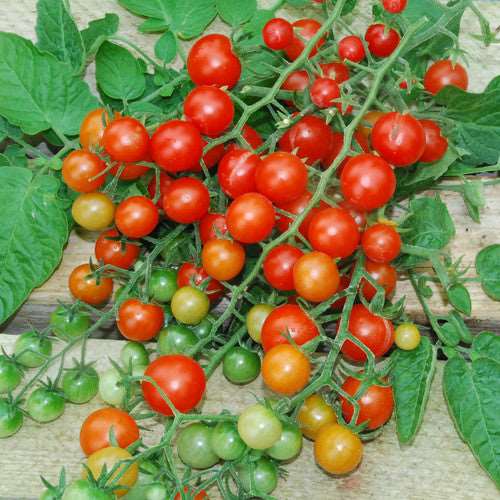 Current sweet pea tomato - beyond organic seeds