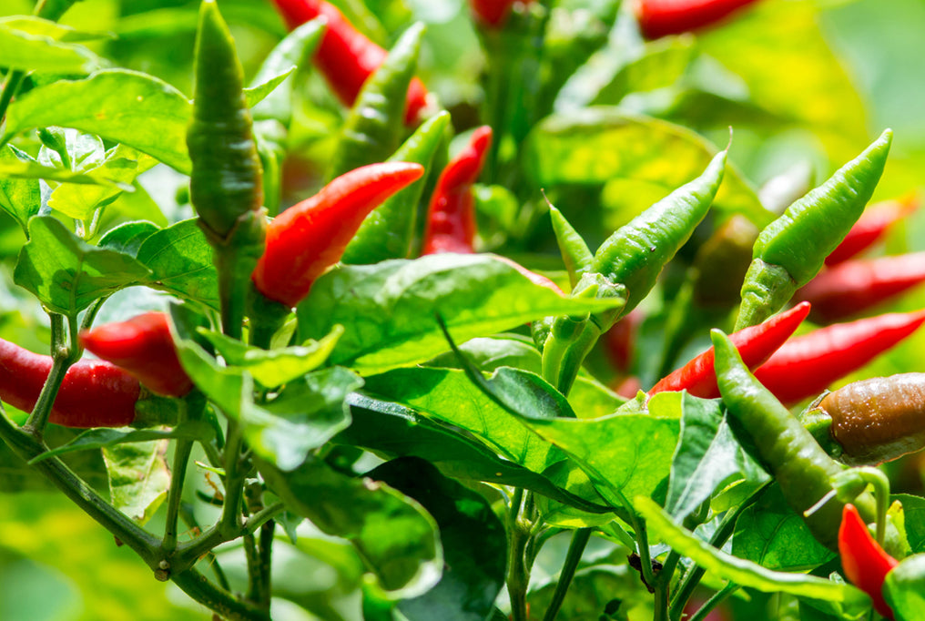 Tabasco hot pepper - beyond organic seeds