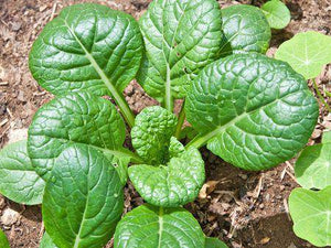 Tatsoi Chinese Cabbage - beyond organic seeds