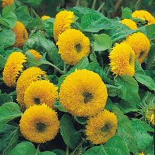 Teddy Bear Sunflower - beyond organic seeds