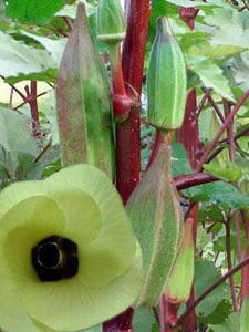 Hill Country Red Okra - beyond organic seeds