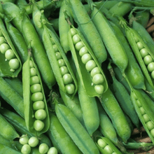 Thomas Laxton English Pea - beyond organic seeds