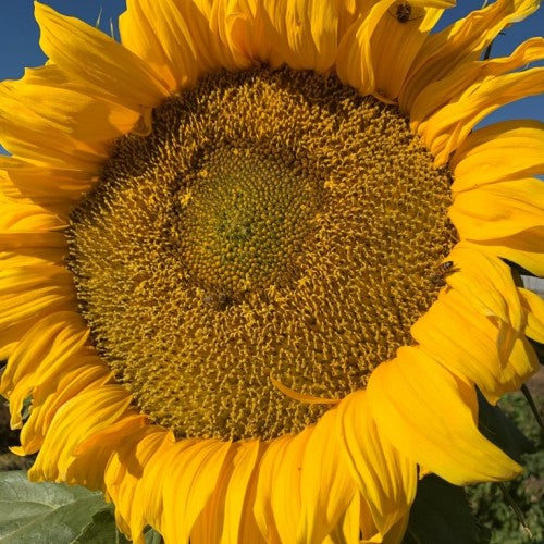 Titan sunflower - beyond organic seeds