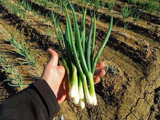 Tokyo Long White Bunching Onion - beyond organic seeds