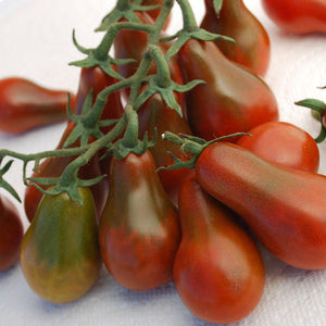 Chocolate pear tomato - beyond organic seeds