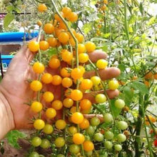 Gold rush current tomato - beyond organic seeds