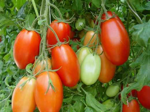 Rio grande heirloom tomato - beyond organic seeds