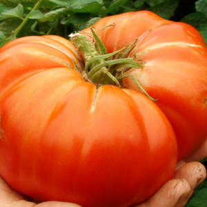 Big delicious tomato