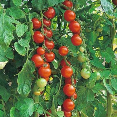 Sweetie heirloom tomato - beyond organic seeds