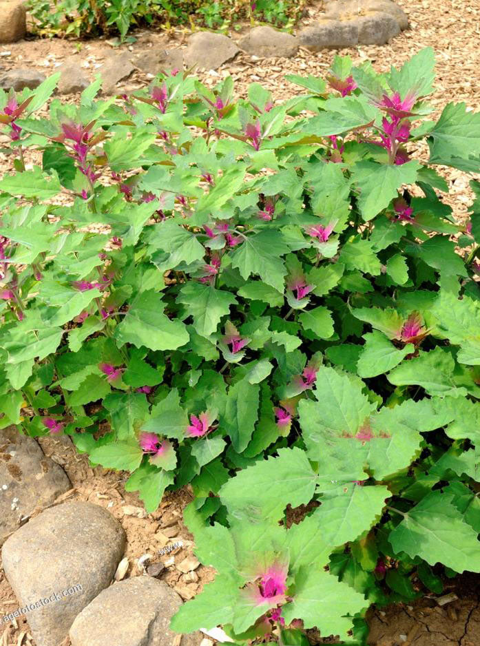 Purple goosefoot spinach - beyond organic seeds