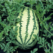 Klondike striped blue ribbon.watermelon - beyond organic seeds